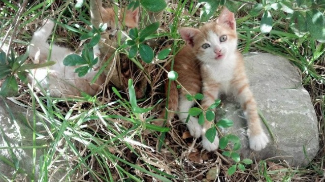 乐鱼电竞· (中国)官方网站-国王将启用数字通行证简化球迷入场流程