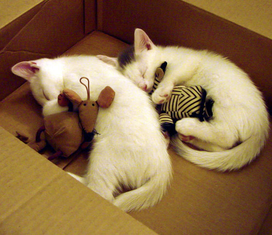 澳大利亚组合冲刺阶段技压群雄，澳大利亚powerball