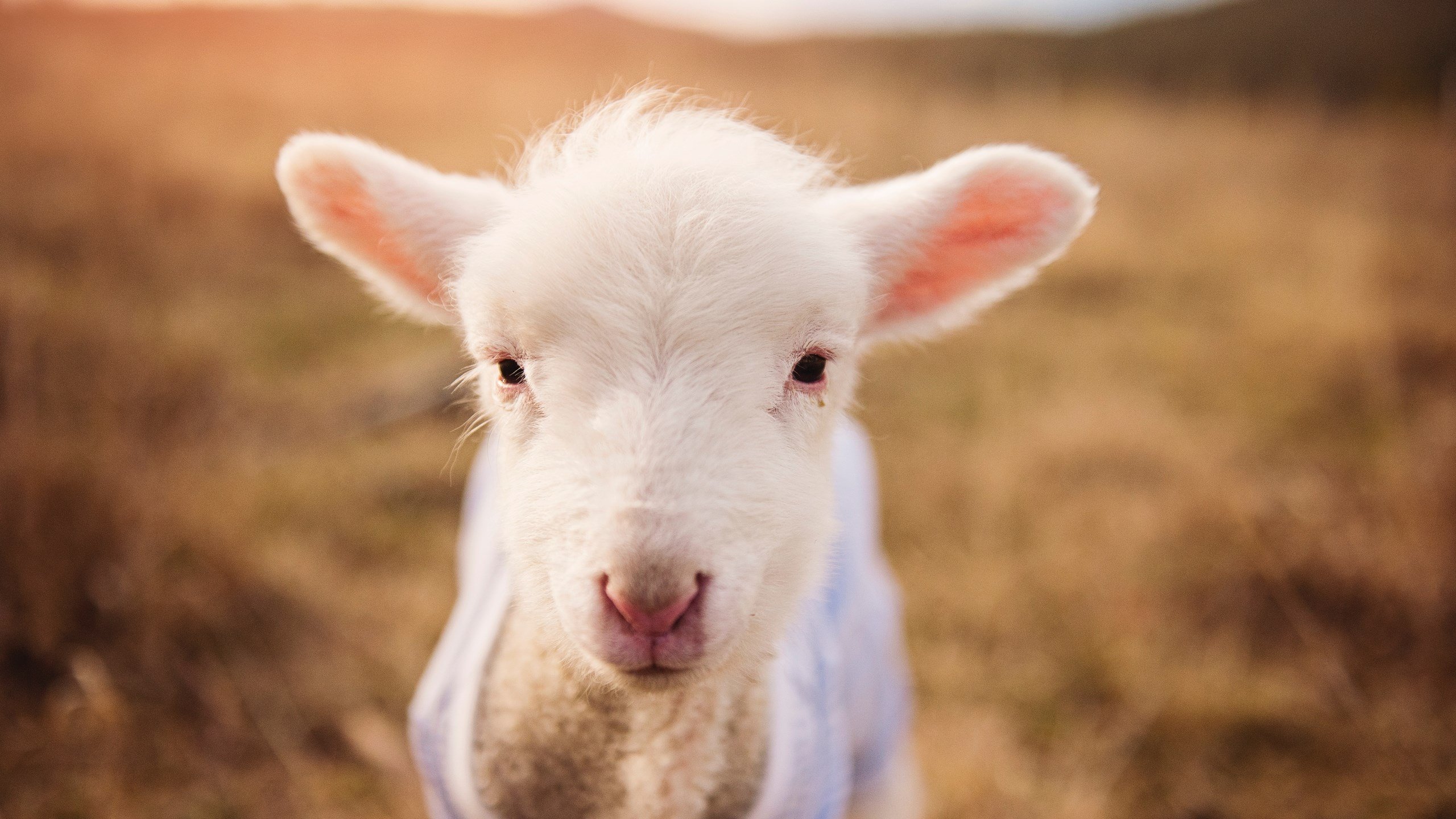 乐鱼电竞在线平台-跳水动作连贯性强，稳定输出高分，跳水动作选择规则
