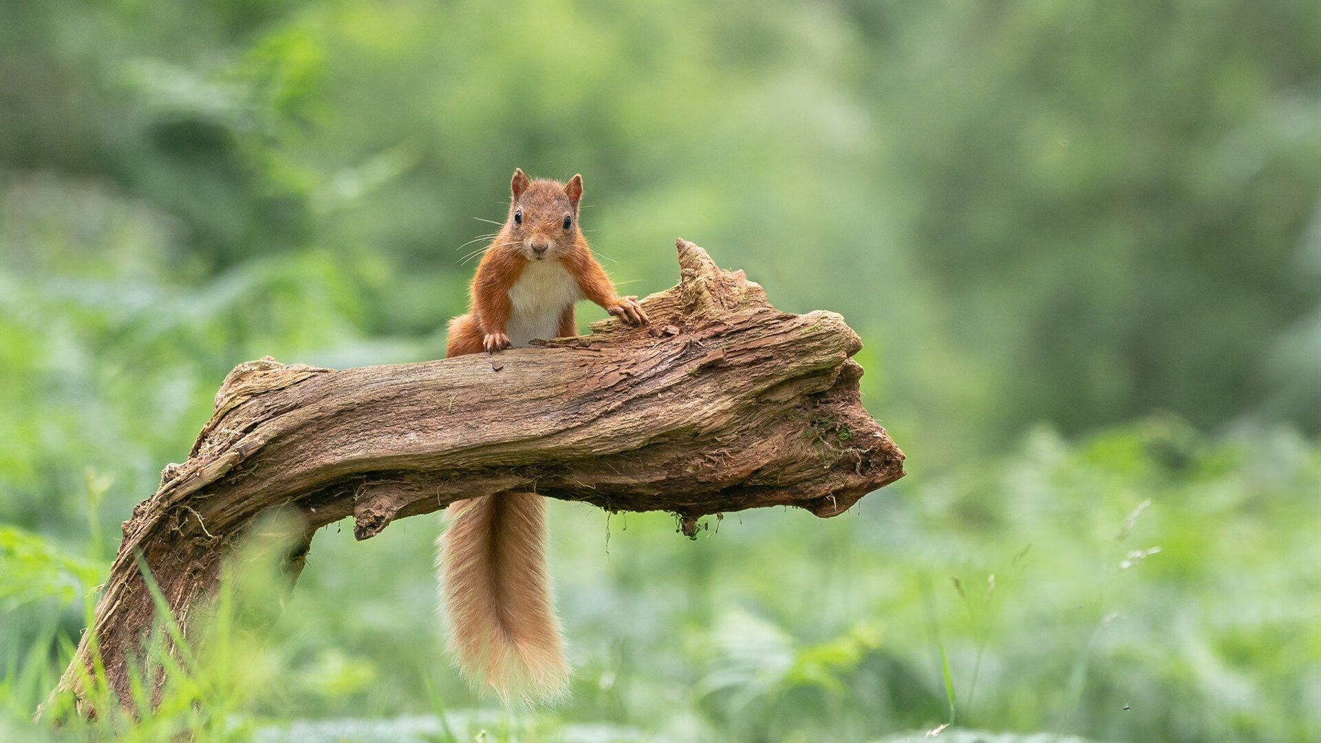 乐鱼体育App下载-中国篮球运动员在社交平台的形象管理研究，中国篮球爱好者