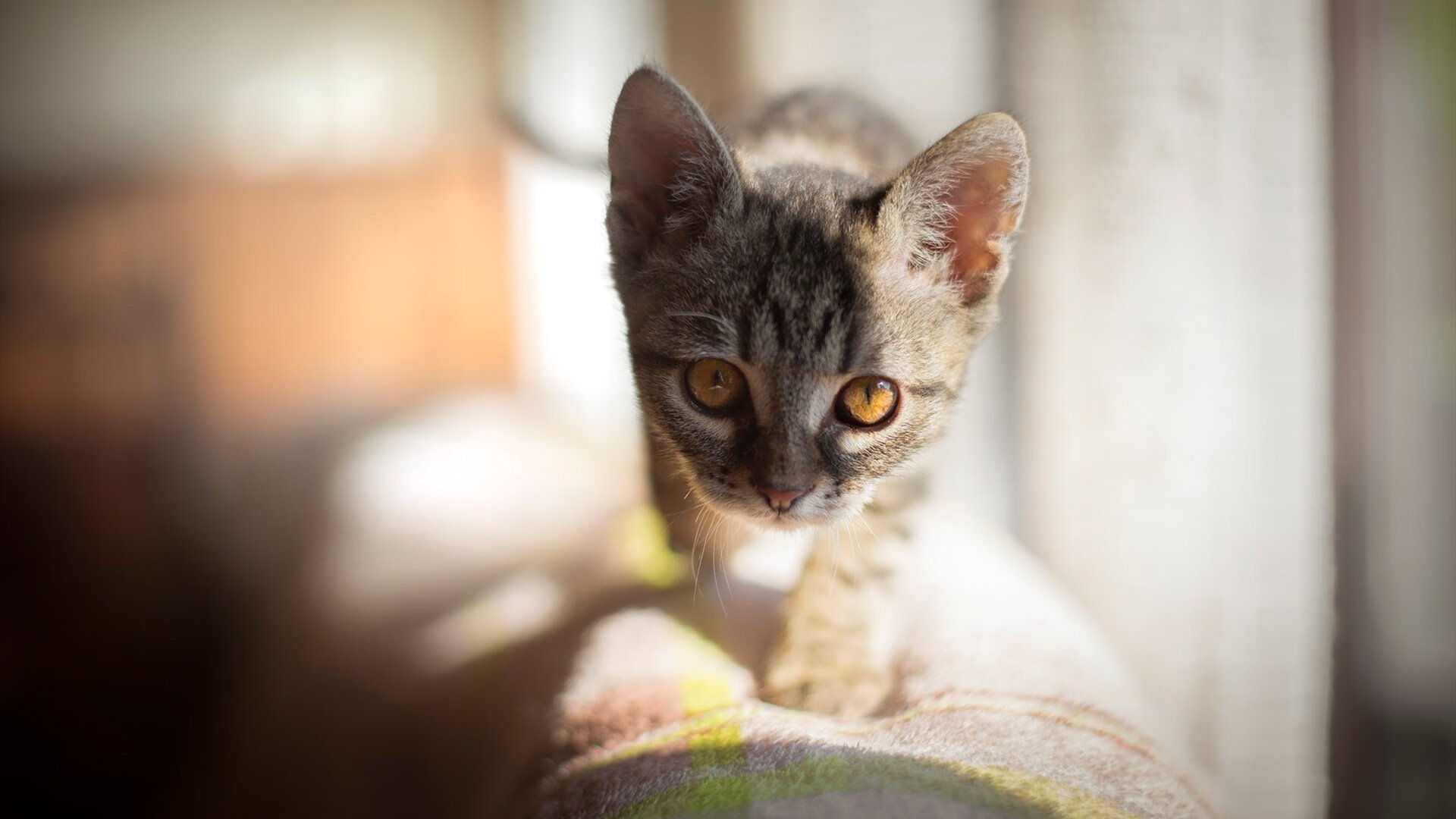 中国足球球员跨文化生活适应与心理支持体系,中国足球文化发展